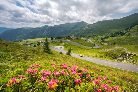 Nockalm Road with alpine rose blossom | © nockalmstrasse.at/Michael Stabentheiner