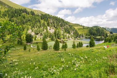 Nockalm Road, flower meadows around the Windebensee lake | © nockalmstrasse.at/Michael Stabentheiner