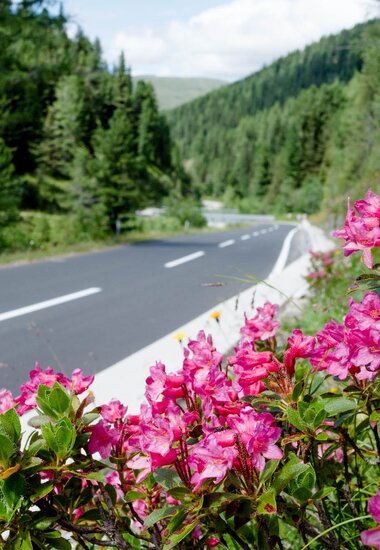 Nockalm Road, blooming alpine bushes along the road | © nockalmstrasse.at/Eduardo Gellner